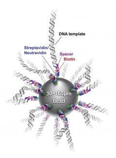 DNA templates made for custom-building RNA strands developed by National Institutes of Health researchers.
