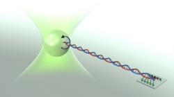 Figure of mechanism at play in DNA overstretching.