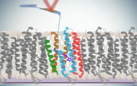 AFM tip unfolding protein membranes
